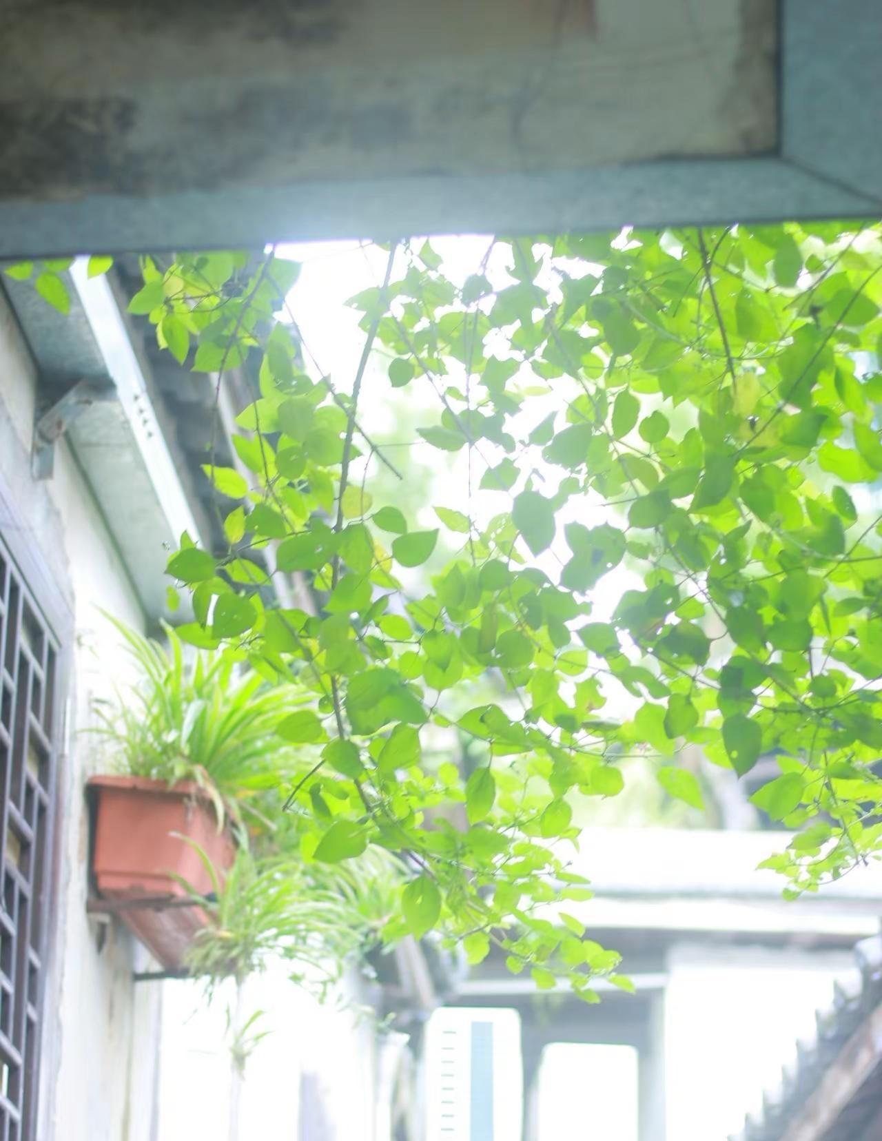 像野草一样，肆意生长。爬山虎 野草 夏天 它看似柔弱的叶，内心却藏着虎的力量，不