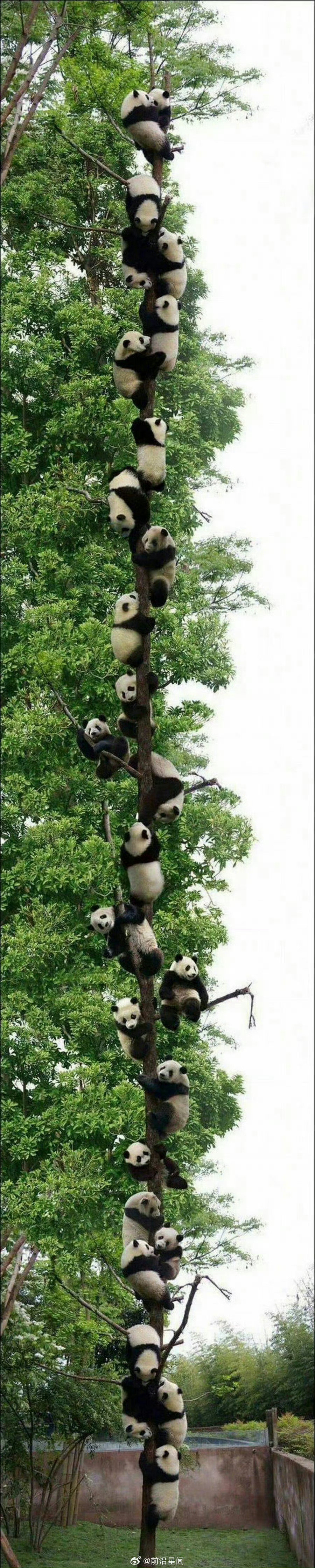 遇到熊猫上树请不要无视，你的运势开始上升 ​​​