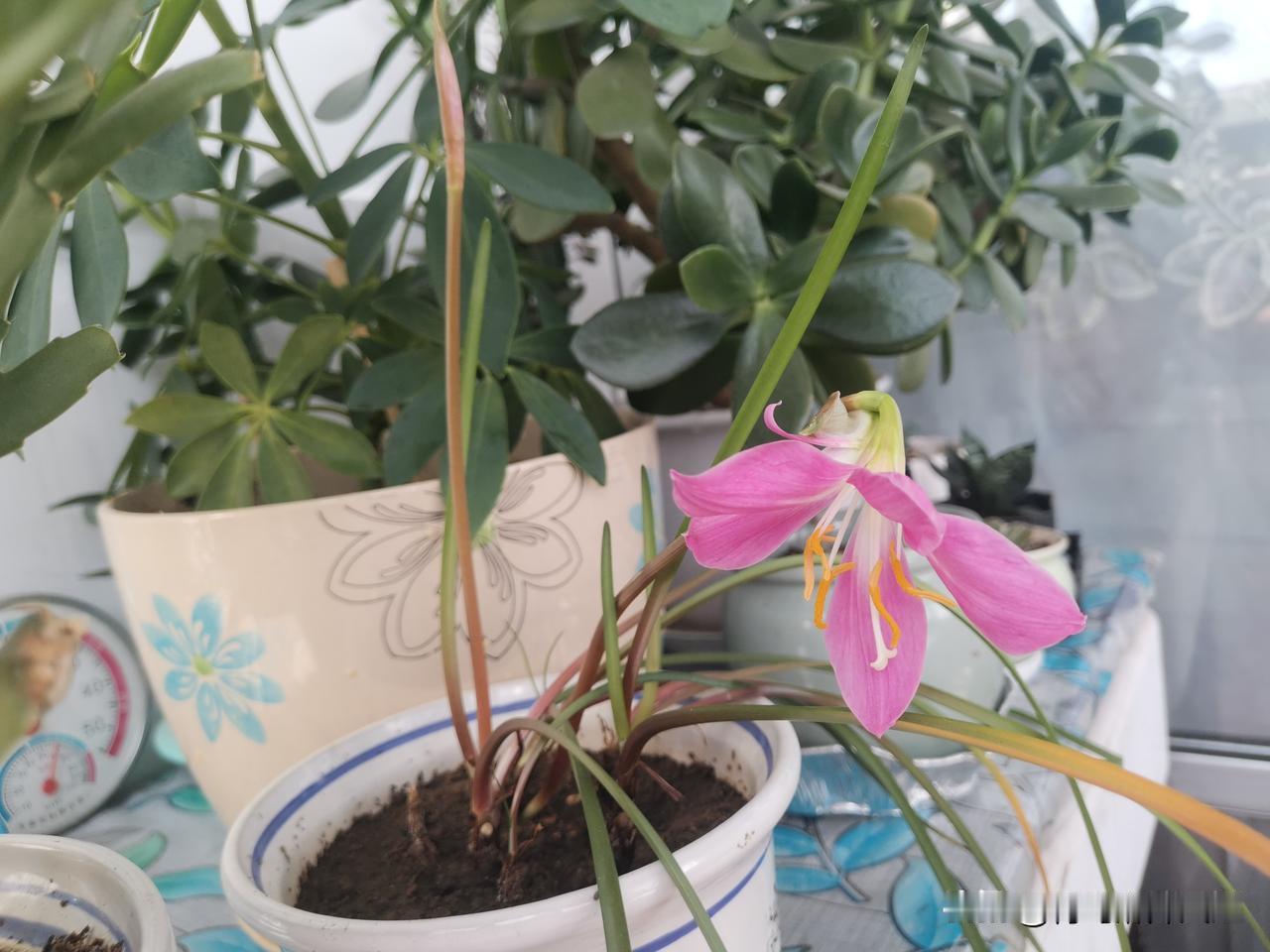 不起眼的韭兰开花了！平凡小草，也有惊艳的美
我家养的一盆韭兰终于开花了，淡粉色的