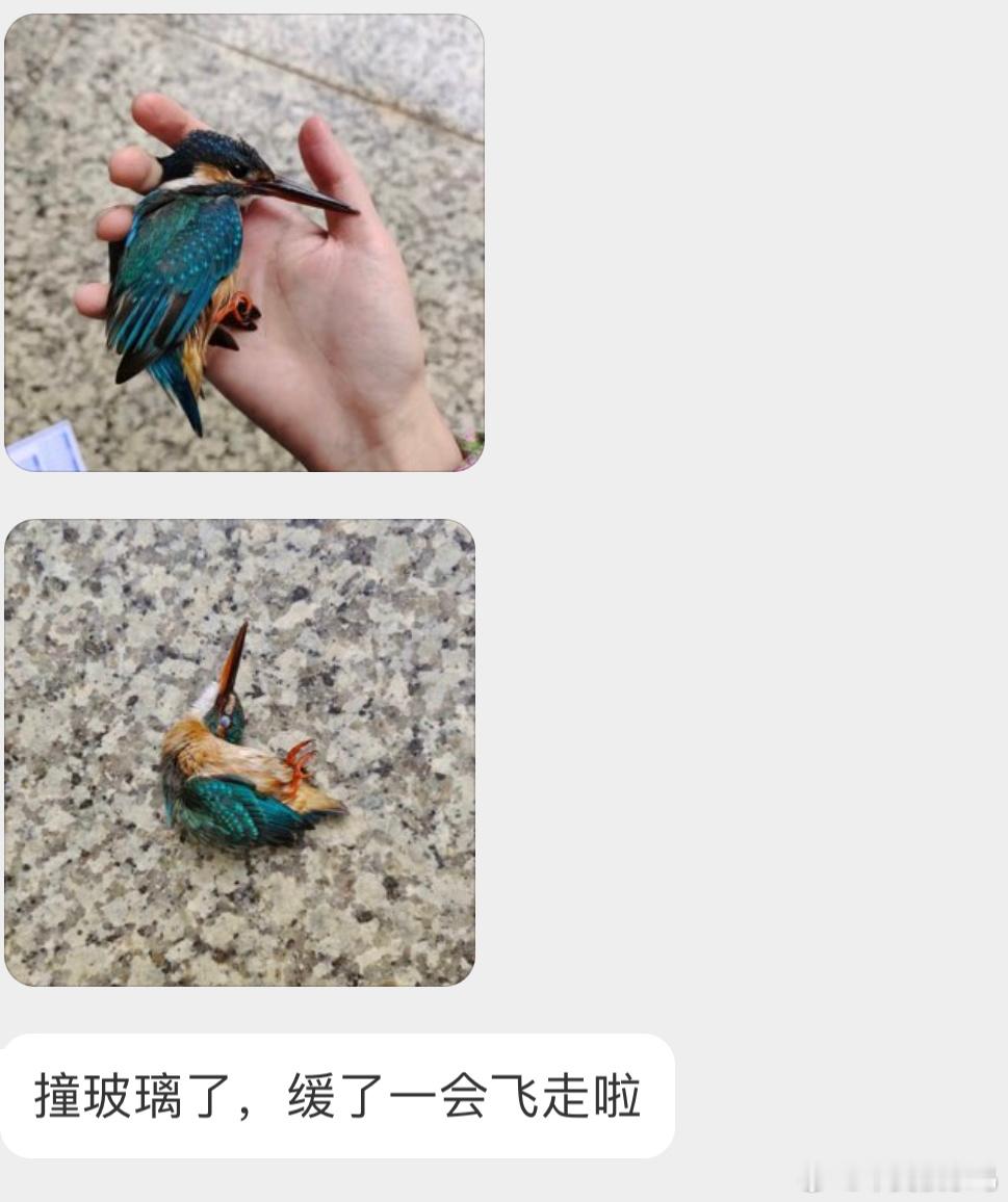 #撞玻璃的鸟# 撞玻璃的【翠鸟】在地上的样子好可怜  万幸的是它飞走了 ​​​