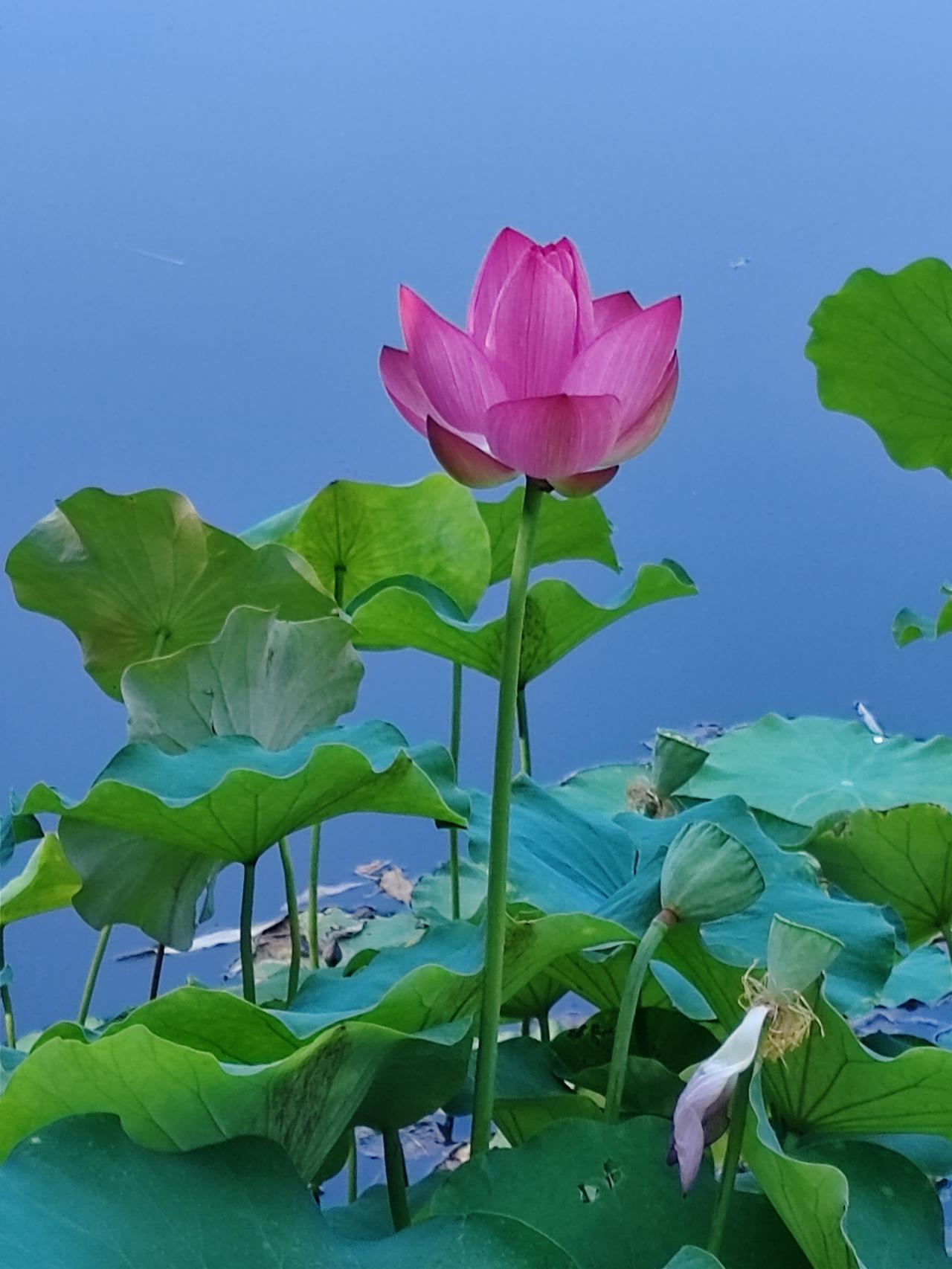 赡养老人就让孩子尽心尽力吧。对于重病住院的老人，是继续治疗，还是回家静养，就根据