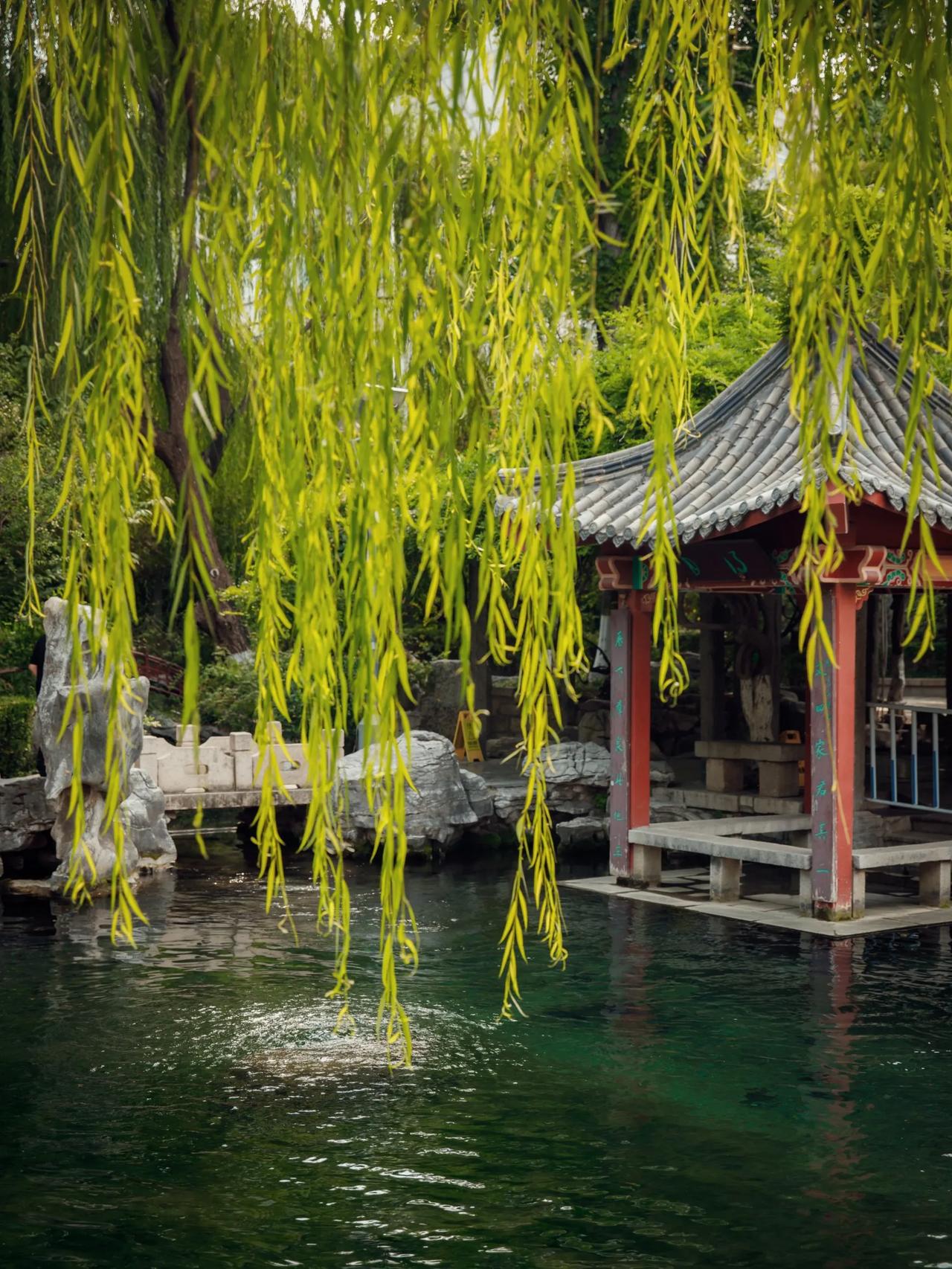 山东济南｜citywalk寻泉之旅

济南的诗意 奔涌在泉水里⛲
暑气渐消 又到