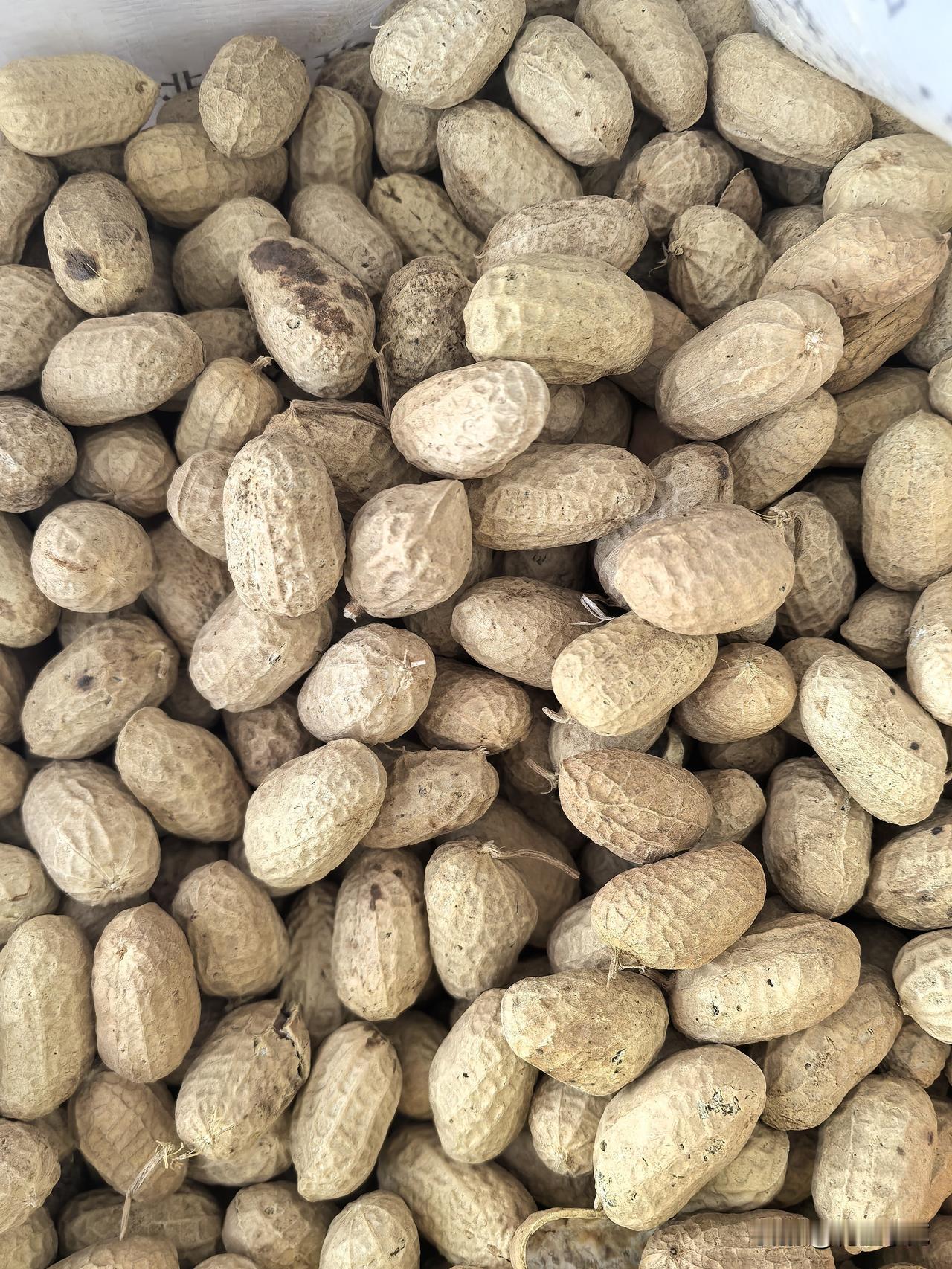 花生价格2026年3月26日吉林省松原市扶余市三井子花生价格行情

308白沙通