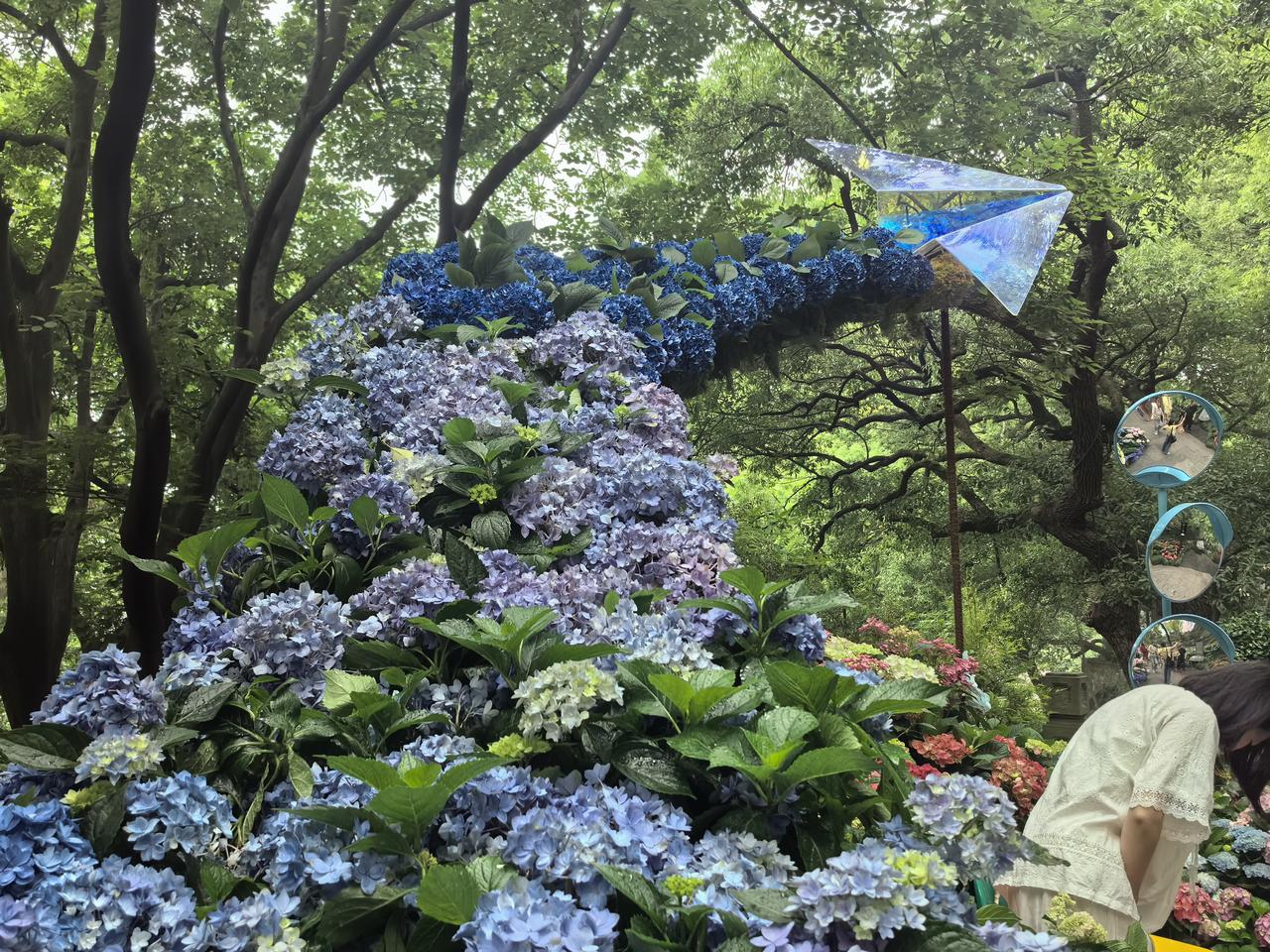 冲天绣球花
