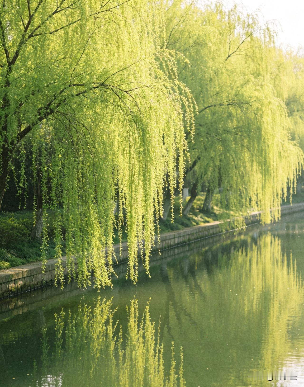 拾灵记｜一枝春柳，教我温柔且有力量

像春柳一样，柔软但从不折断

河边的柳，总