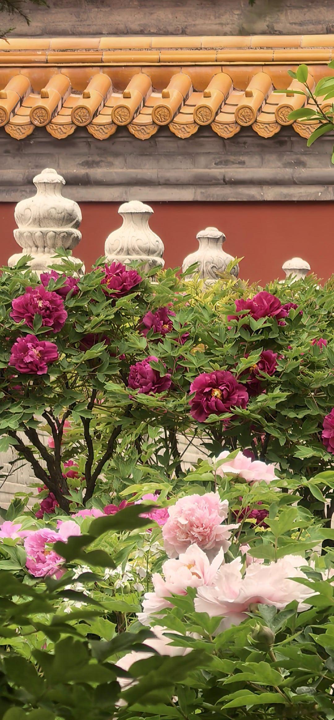 景山赴花约，国色正当潮。昨日景山公园即景  摄影