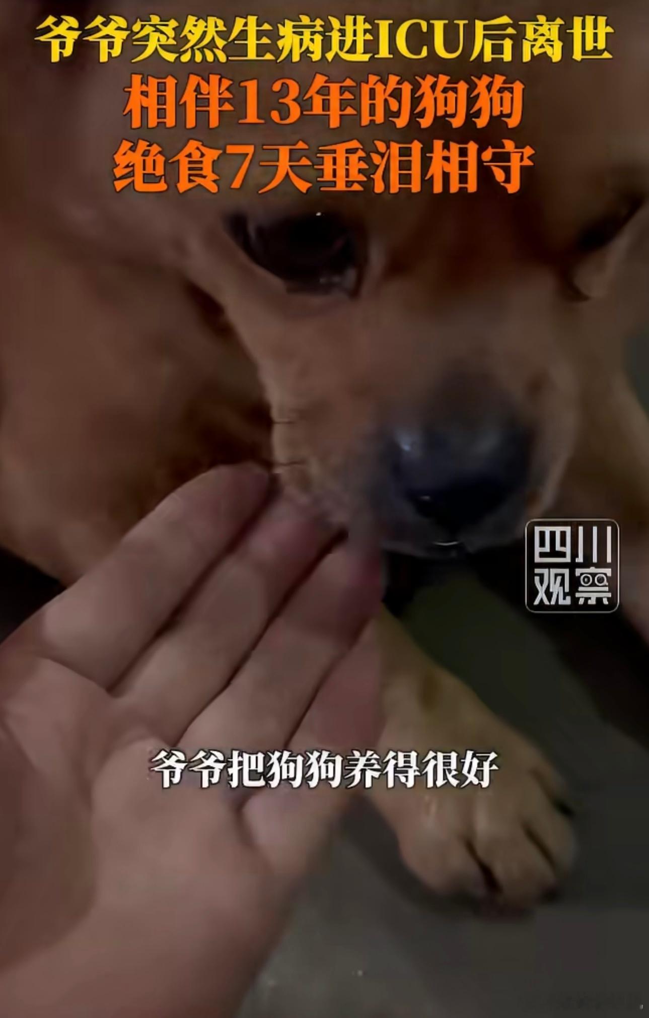 爷爷离世相伴13年的老狗绝食7天忠犬八公的故事照进现实