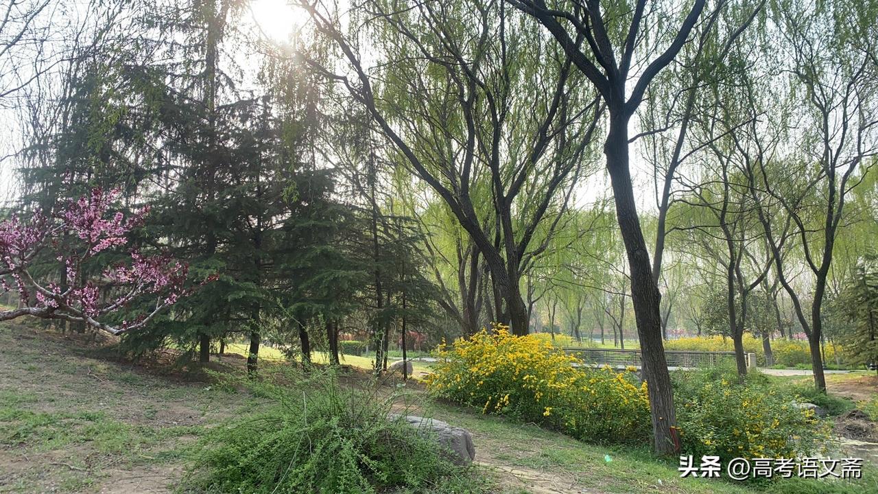 春日生活打卡季春日暖阳下，花海与绿树相映成趣，漫步其中，心旷神怡。