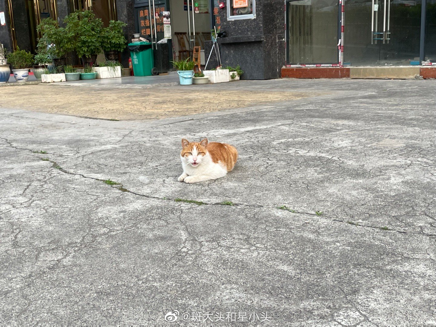  骂骂咧咧骂骂咧咧不能靠近的咪子，一下子跳起来就跑了！安全距离3米+ ​​​