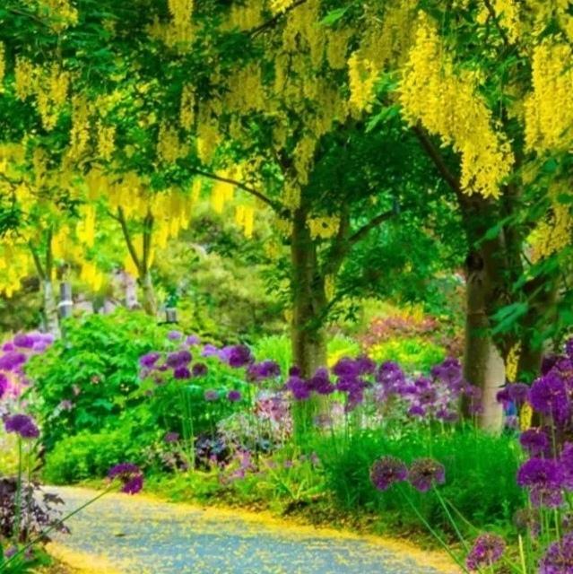 赏花观景：花径闲行
看图写话：
花径曲通幽，
路上嗅花香。
绿树荫遮日，
树下赏