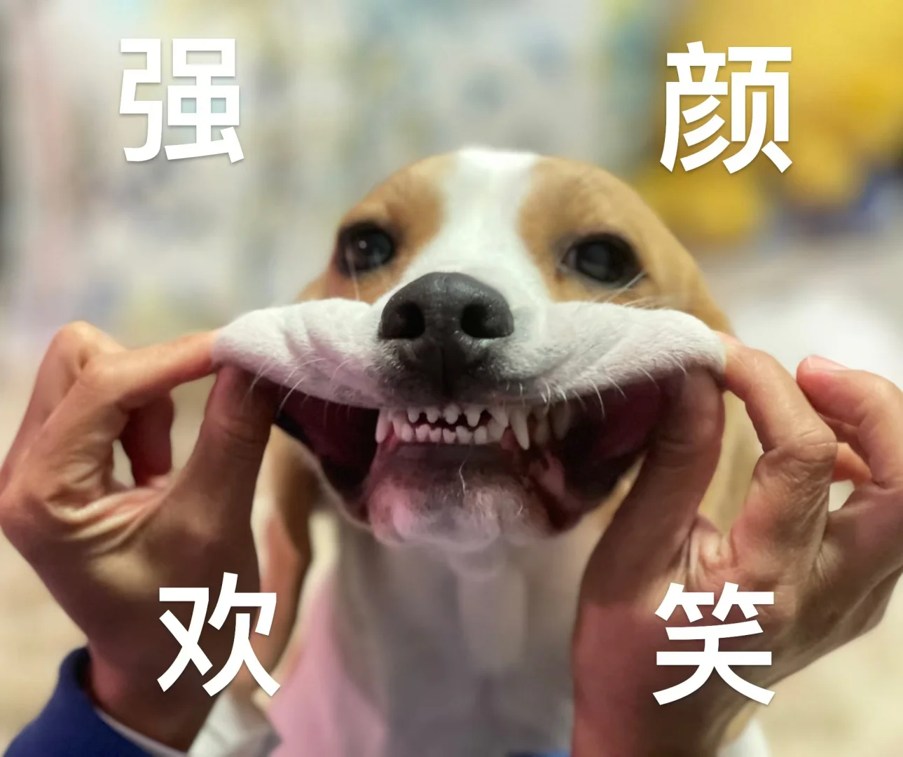 比宝：强颜欢笑