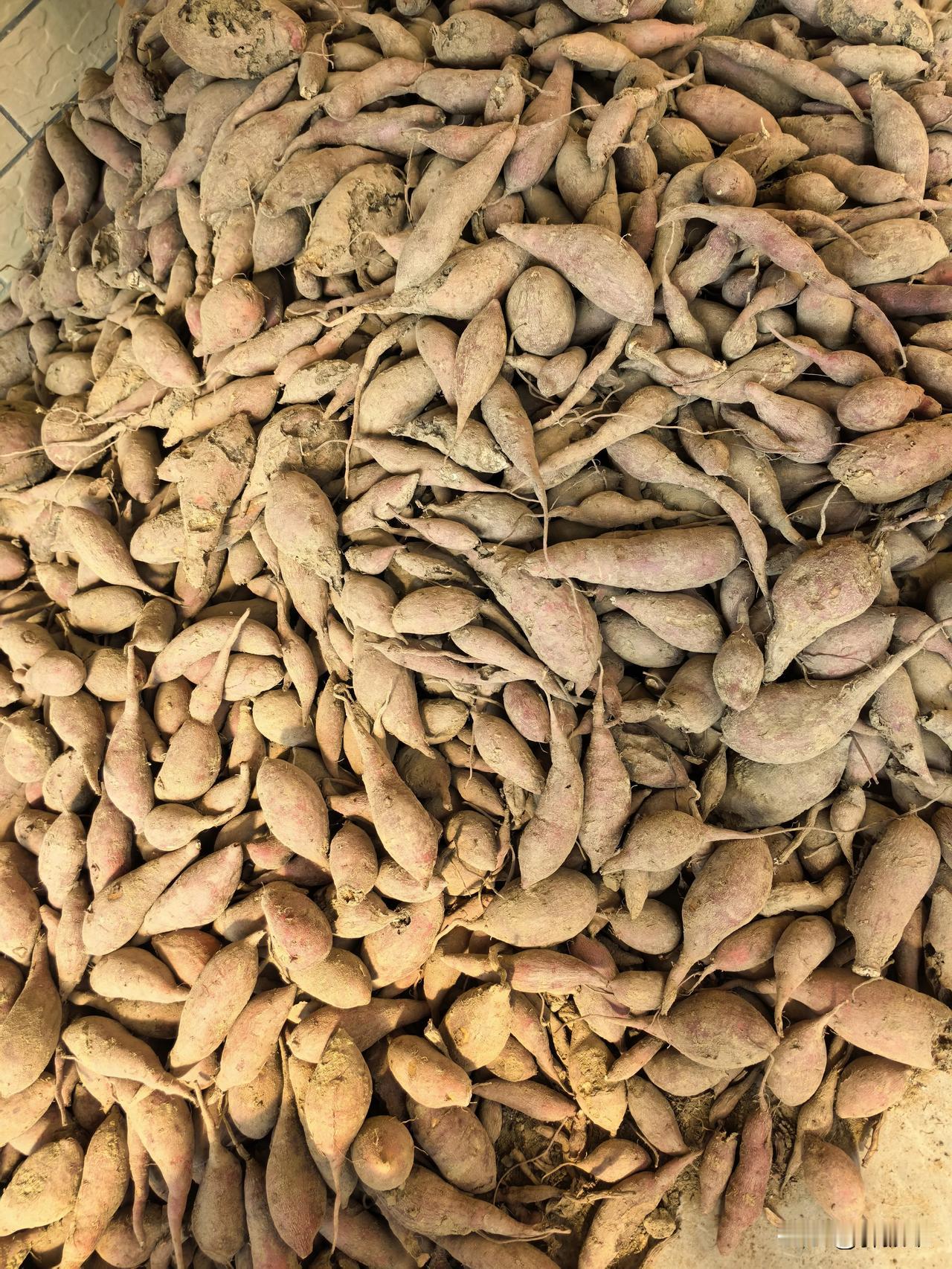 老爸老妈在老家种了很多番薯，而且还是吃起来挺香的板栗薯。可惜的是，年少时已经吃多