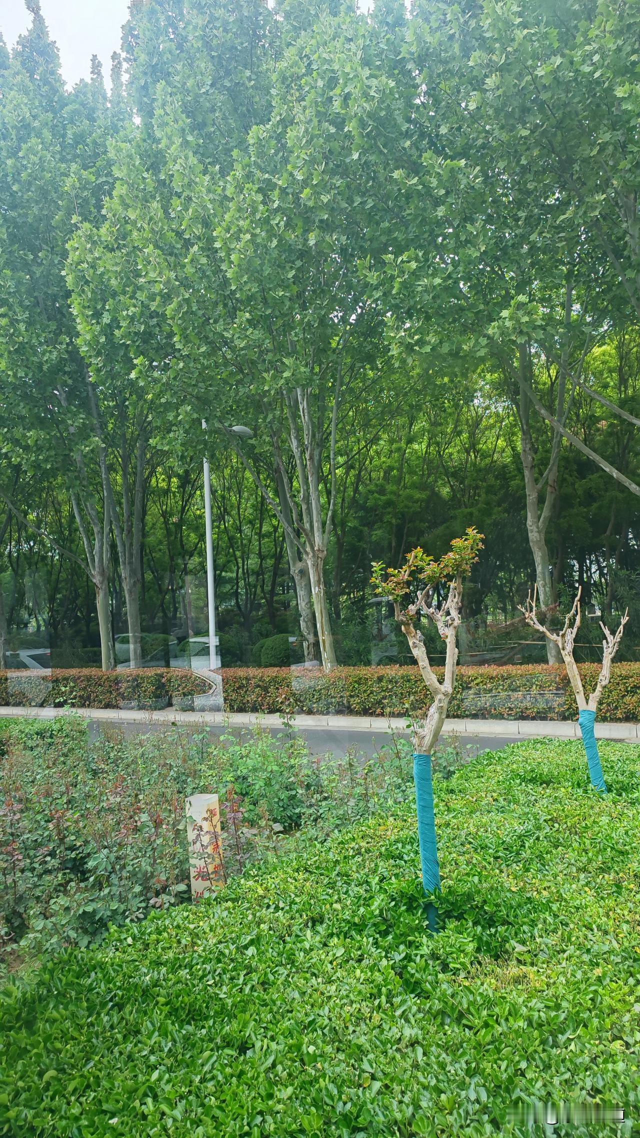 晒出你的本地生活4月15日，上午9点左右，郑州市阴天，湿度较大，空中有薄雾。