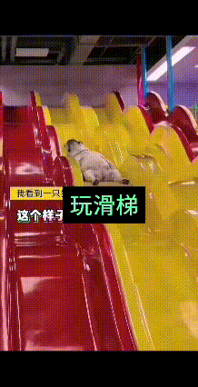 刷到这只小狗玩滑梯的视频，实在太有意思了。小家伙四仰八叉地平躺在滑梯面上，四肢彻
