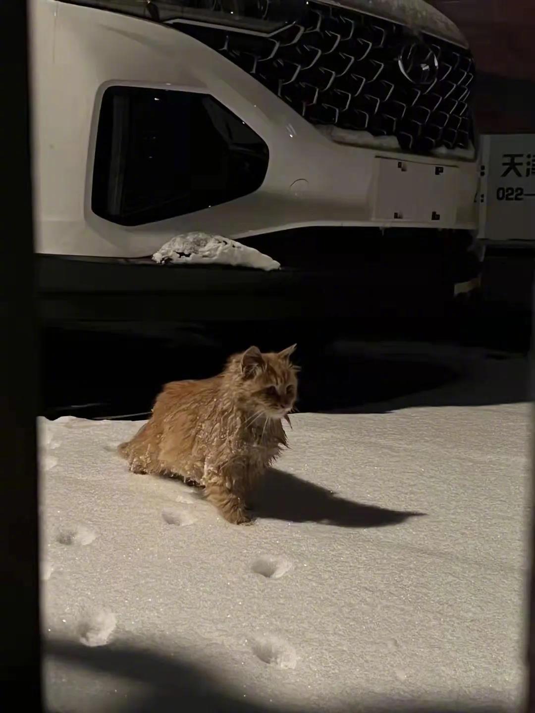 雪夜里，儿子听见微弱的猫叫，停下脚步，小猫靠上来，雪地里打着滚“赖上了”，儿子打