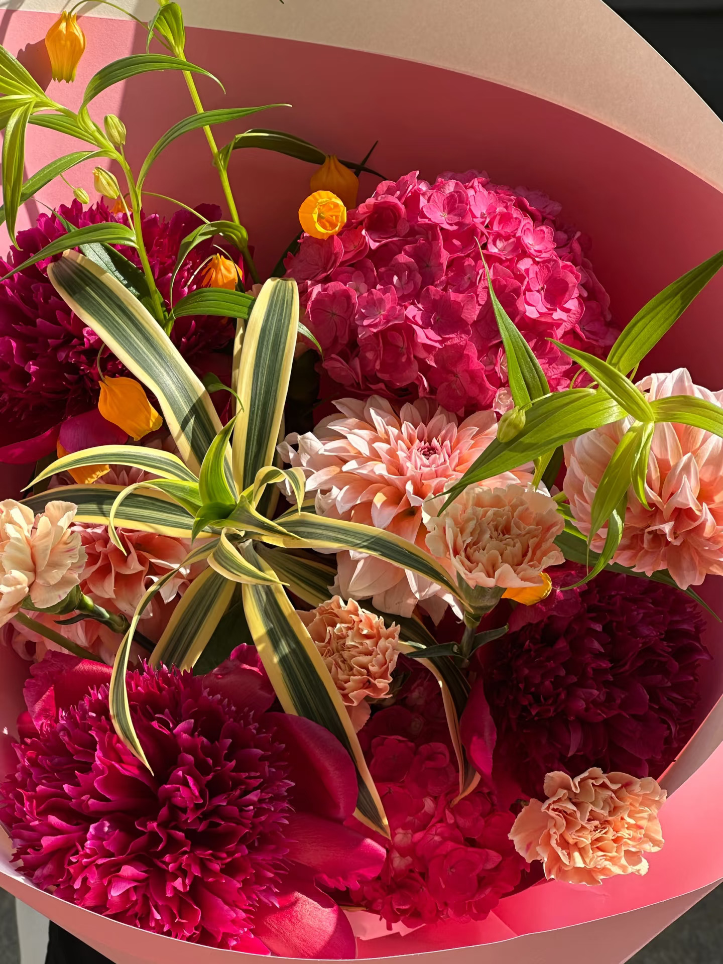 阳光下的花，流光溢彩｜peony