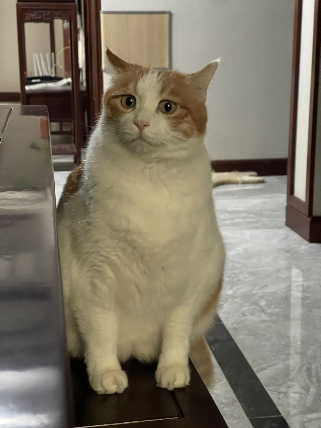 目送喵族最伟大的猎喵出门捕猎