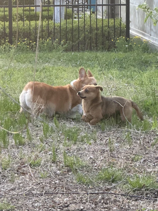 小狗狗也要有朋友哇～