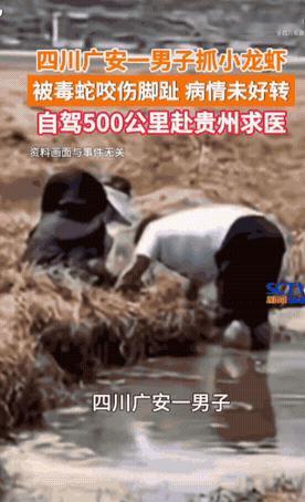 四川广安邻水县一名男子章先生，私自前往田间水田捕捉小龙虾，不料在草丛中遭遇毒蛇袭