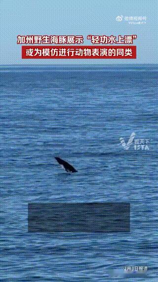 近日，美国加州蒙特雷湾外海上一只野生的北露脊海豚上演“尾行”(TailWalki