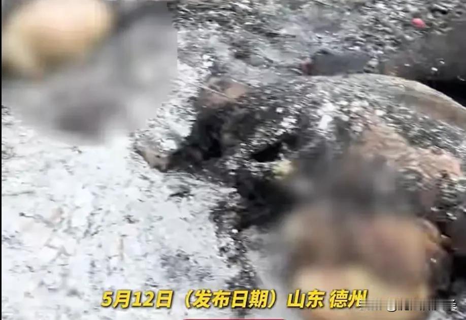 山东一地杨絮毛起火致老人养的10来只羊全被烧死，商贩：火很大，肉都熟了没法要，要
