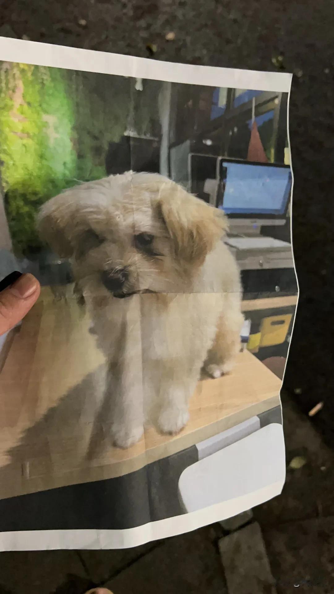 狗丢了，今天不更视频了，现在还在找，哎。。