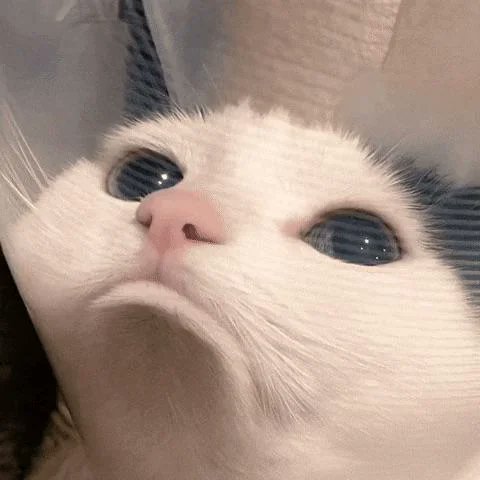 宁艺卓和小猫没有区别🐱宁艺卓