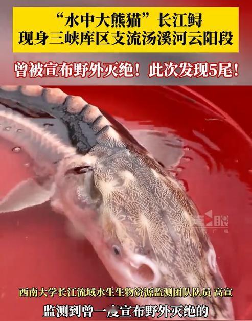 三峡库区发现水中大熊猫，“一家五口”水中畅游？曾被宣布灭绝！
 
你能想象，在祖