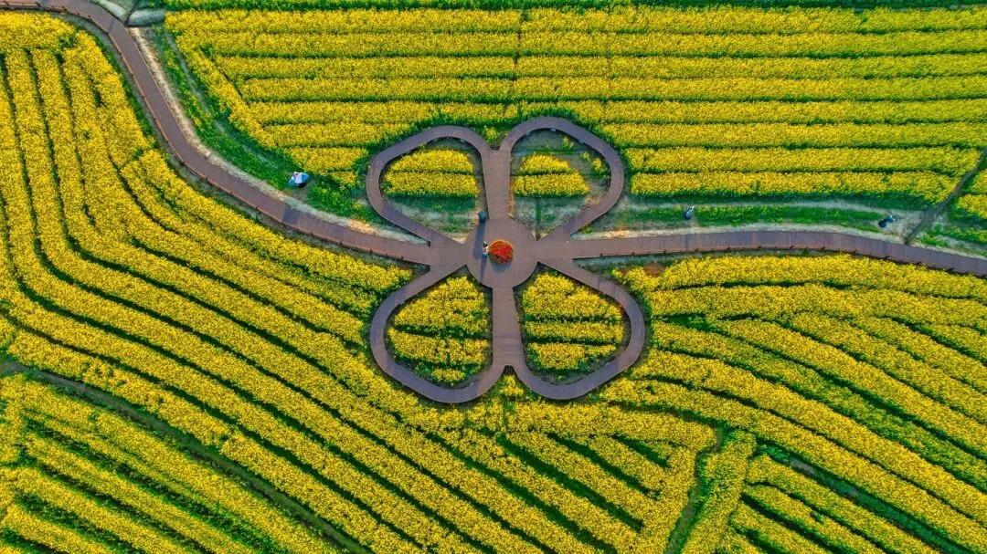 茶亭花海：油菜移栽忙 冬闲田变“增收田”
 
近日，茶亭花海核心片区的田间地头一