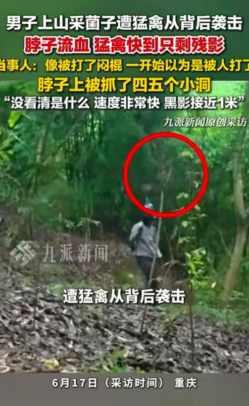 近期报道，重庆一男子进山捡菌子，突然天上一道黑影扑下来，对着他后颈猛抓，脖子上被