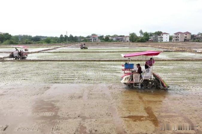 江西泰和早稻插秧忙！弯腰变弯腰，老乡们现在种地都这排场
 



老乡们，这画面