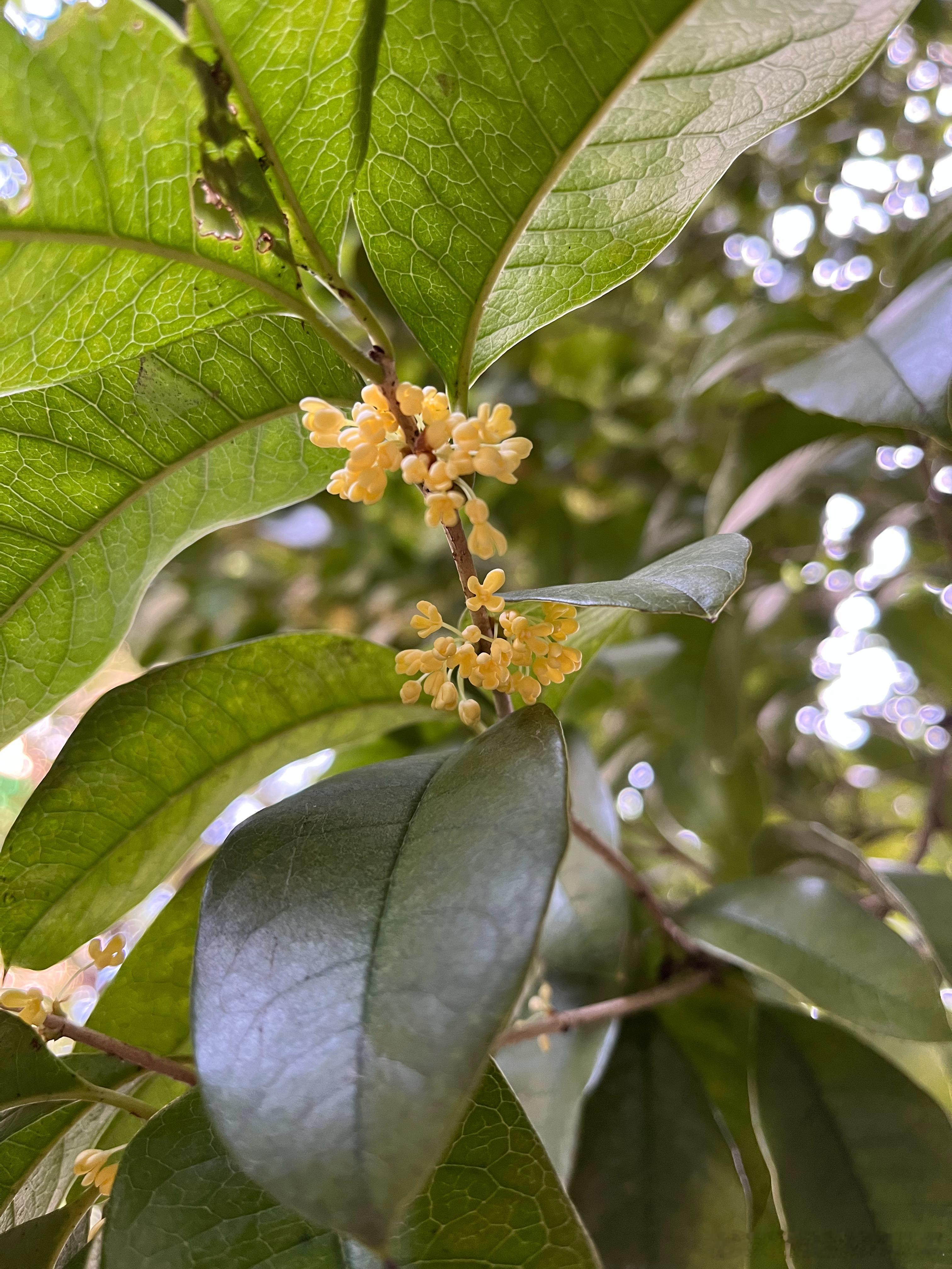 金秋十月，桂香十里，杭州城又迎来了一年中最好的季节[心] ​​​