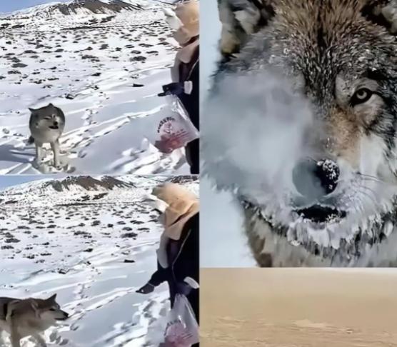 新疆奇台有个牧民，当年放生一只小狼时随口唠叨了一句：“以后老了混不下去就回来，我