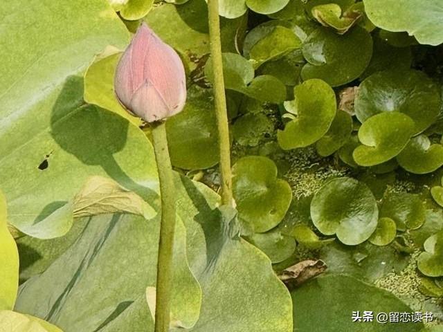 上联：桥下有水水追水，
下联：路上行人人挤人。
官方给出上联，桥下的水追赶着往前