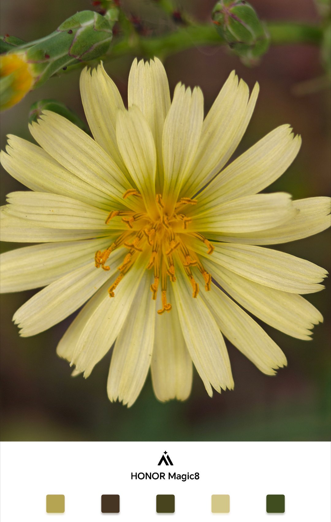 我不是花，我是光的追随者！早上好！每天早起打卡 ​​​