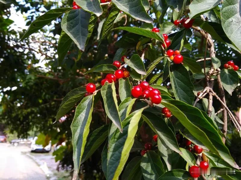 晒图笔记大赛 玛瑙树走红是有原因的！这里说的玛瑙树其实就是金银木。秋冬时节，它挂