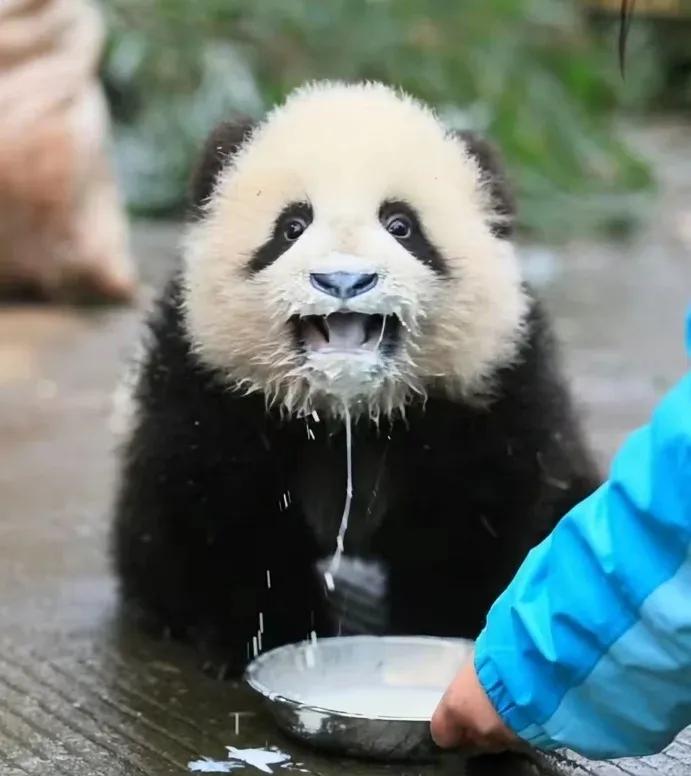 大家别拦我，我要去给新小胖儿擦嘴！
怎么这么可爱呀，想~抱走～!
[大金牙][大