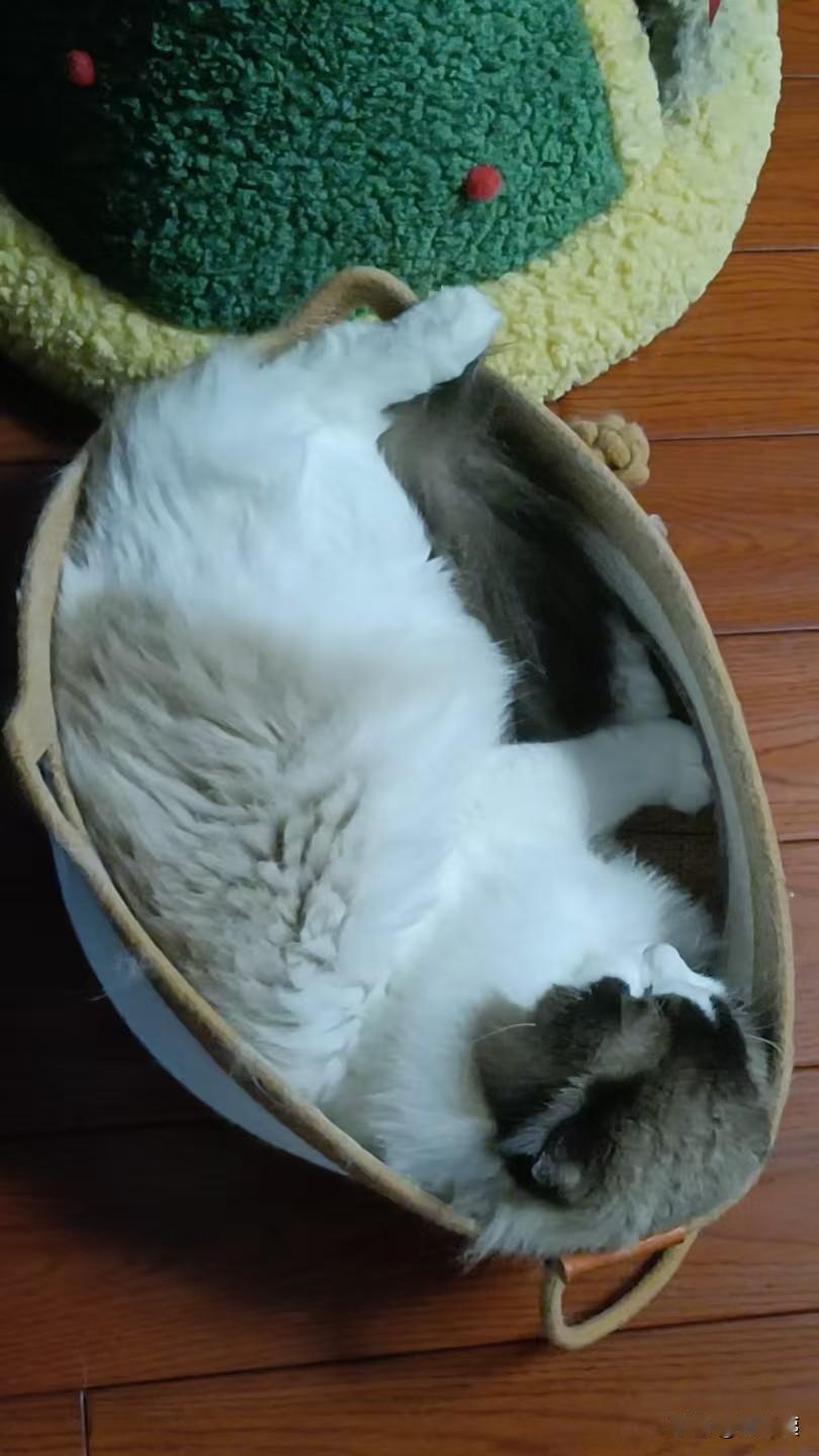 家里有毛孩子，你们出去旅游十天八天，怎么办的？
自从两年前帮儿子养了这货，我和老