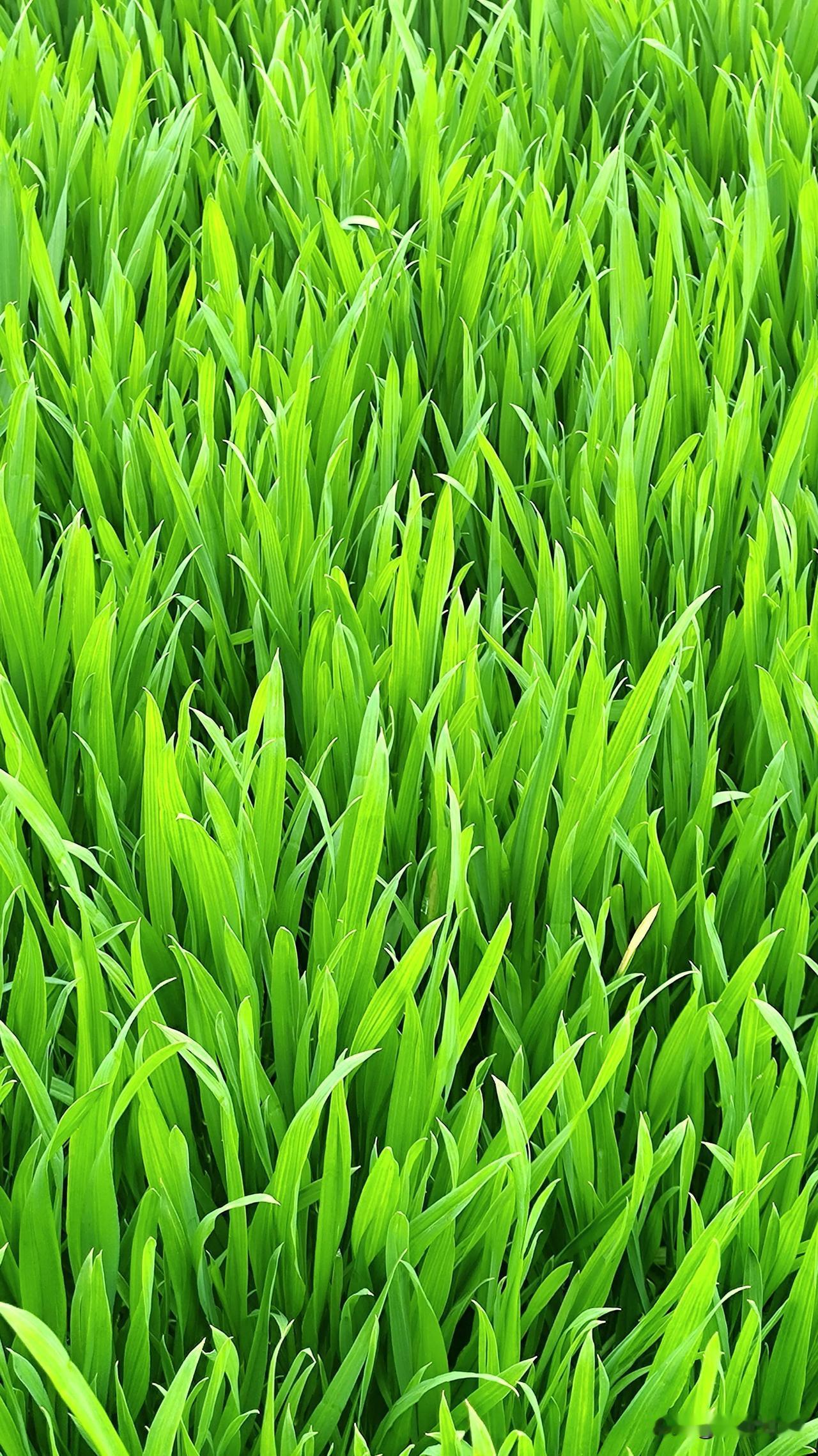 春日生活打卡季绿油油的麦苗