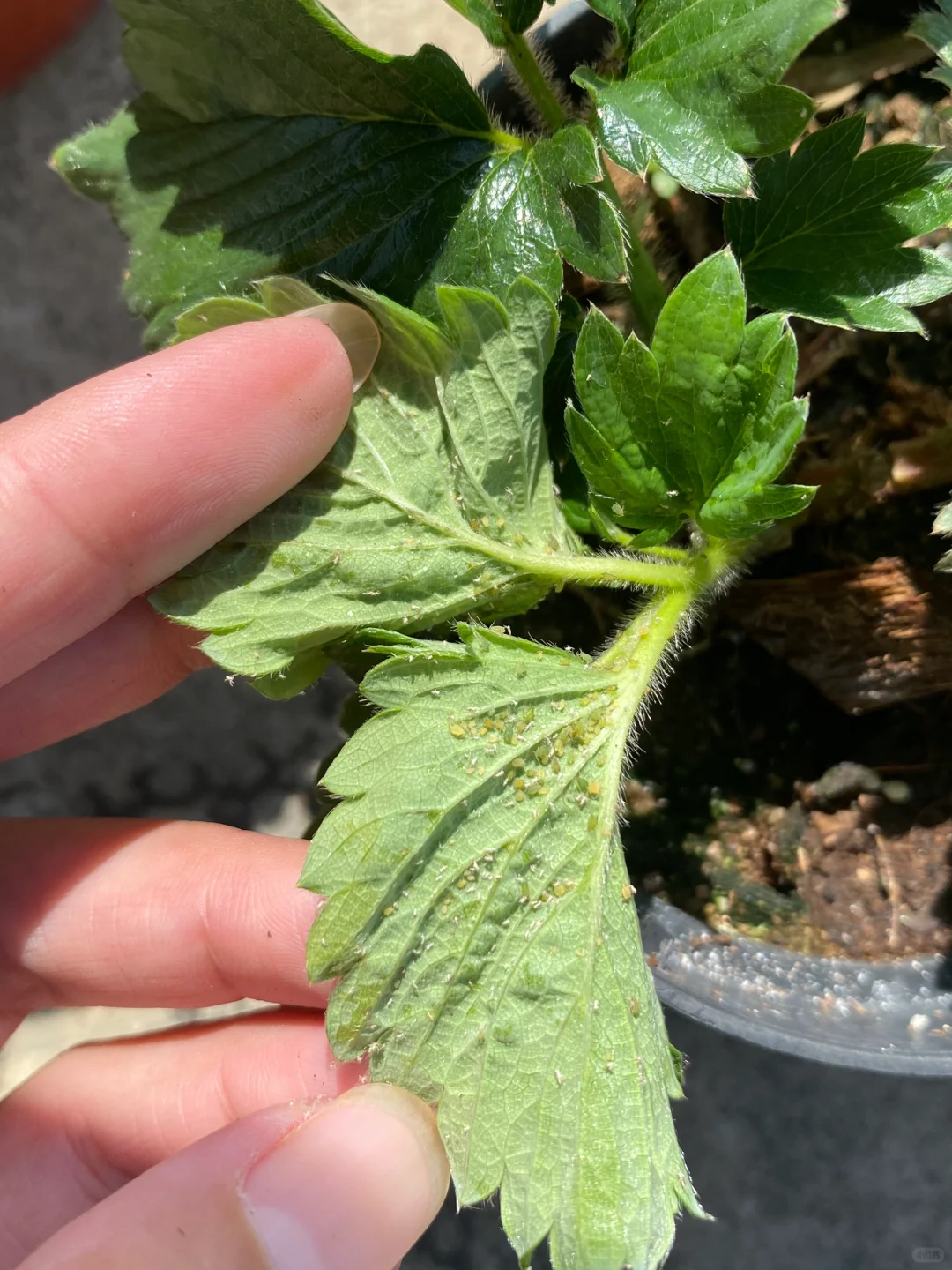 草莓蚜虫，平时记得留意看看叶片底部
