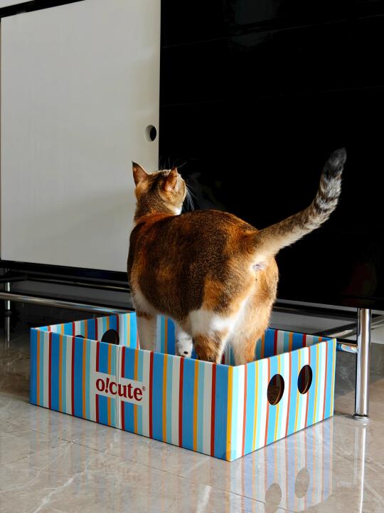 送给养猫朋友的礼物🎁