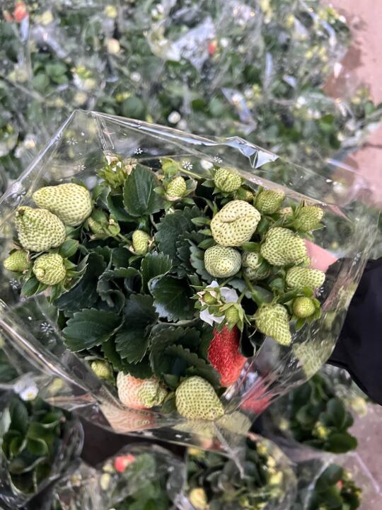 🍓真香🤭19.9的快乐🌿草莓小盆栽