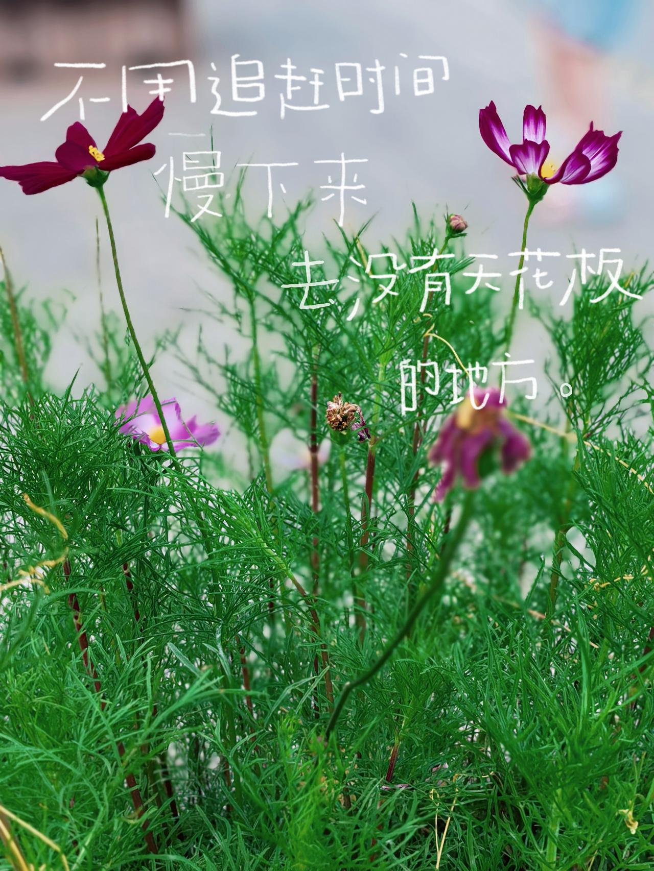 把夏天的花
别在领口，
风路过的时候，
连衣角都沾着独属于
盛夏的浪漫印记。