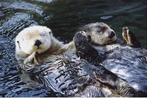 冷知识：海獭睡觉会手牵手，不是故意卖萌，是怕睡着后漂散走失

海獭睡觉时手牵手这