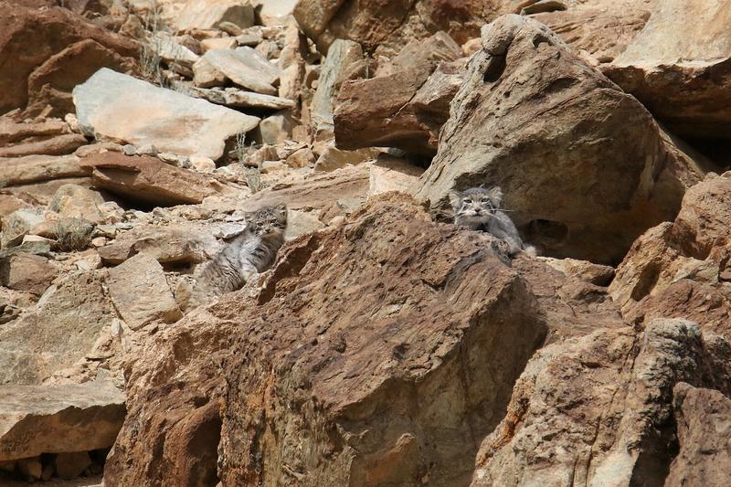 太让人惋惜了！网红兔狲“狲思邈”之子“狲三郎”在2026年2月9日下午4时，因急