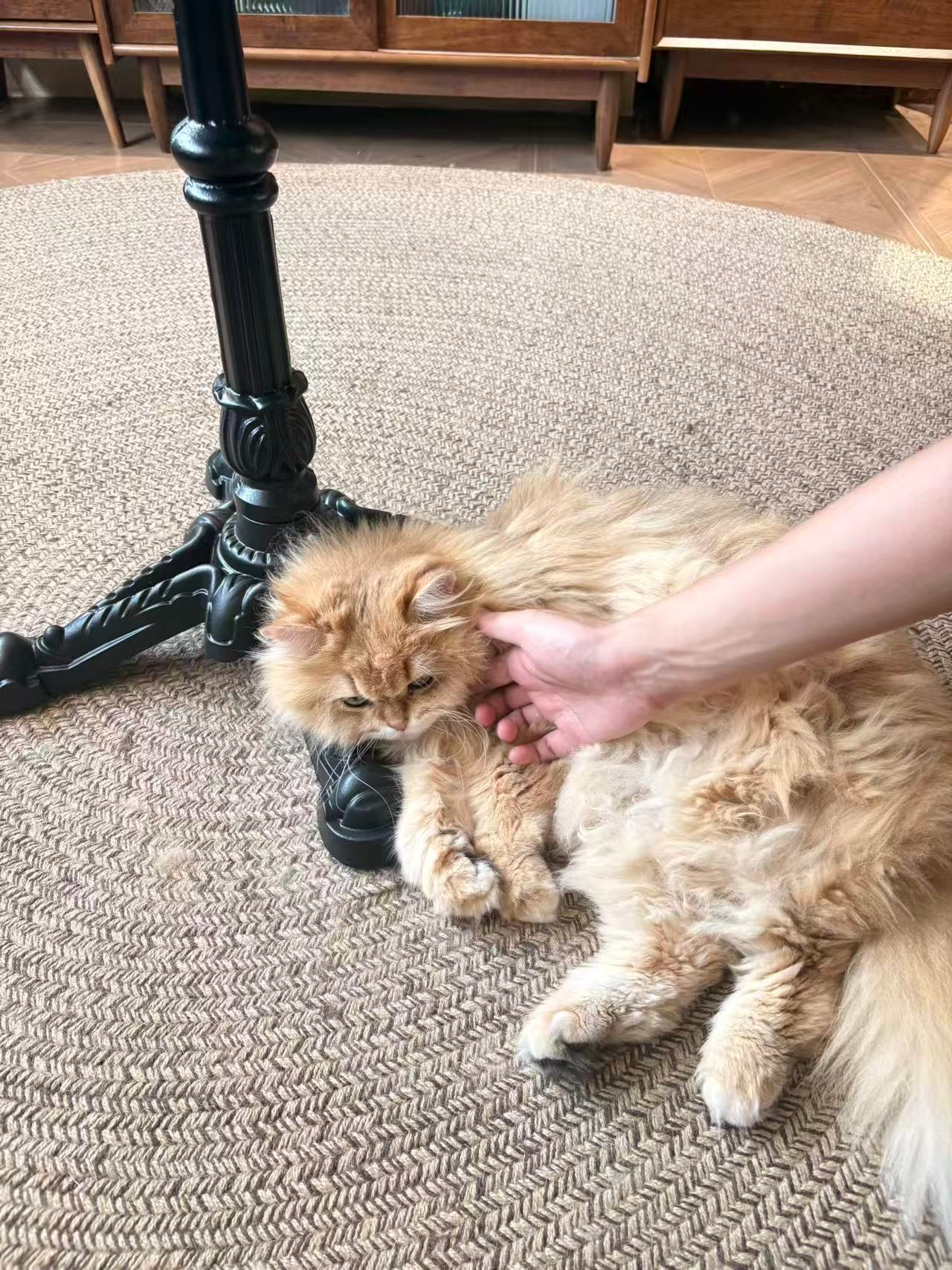小猫，你有什么心事吗 
