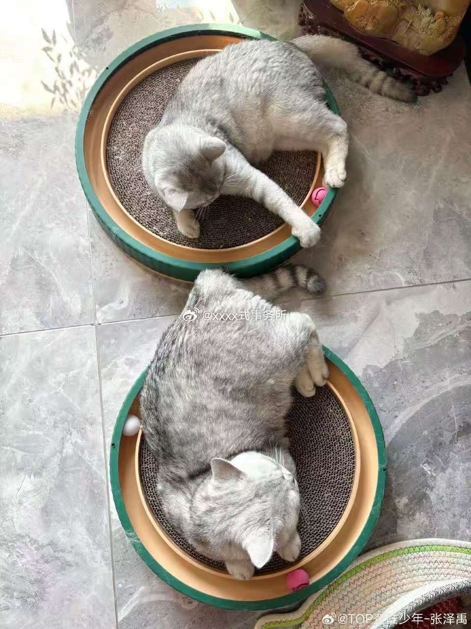 张泽禹发一下小猫好温馨好有爱的图片，被毛茸茸的小猫甜到心化✨爱宠第一名！ 