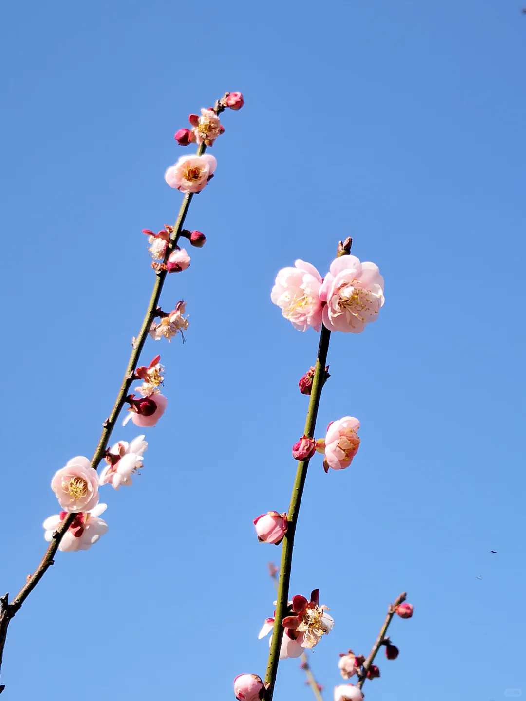 马峦山梅花