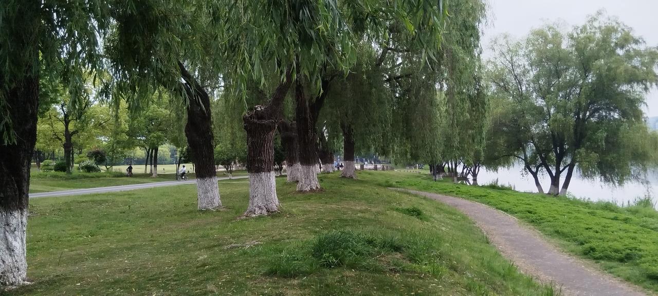 为了迎接五一劳动节刚刚修剪的草坪上，看不见一点垃圾。垂柳细长的枝条，在雨中静静的