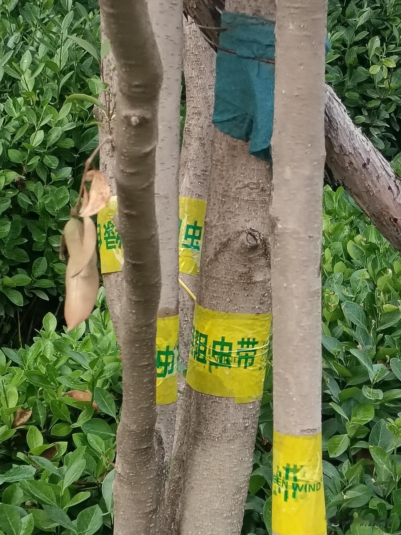这人怎么这么聪明，在树上缠了一圈圈的胶带，非常光滑，蚂蚁都爬不上去，有些人利用这